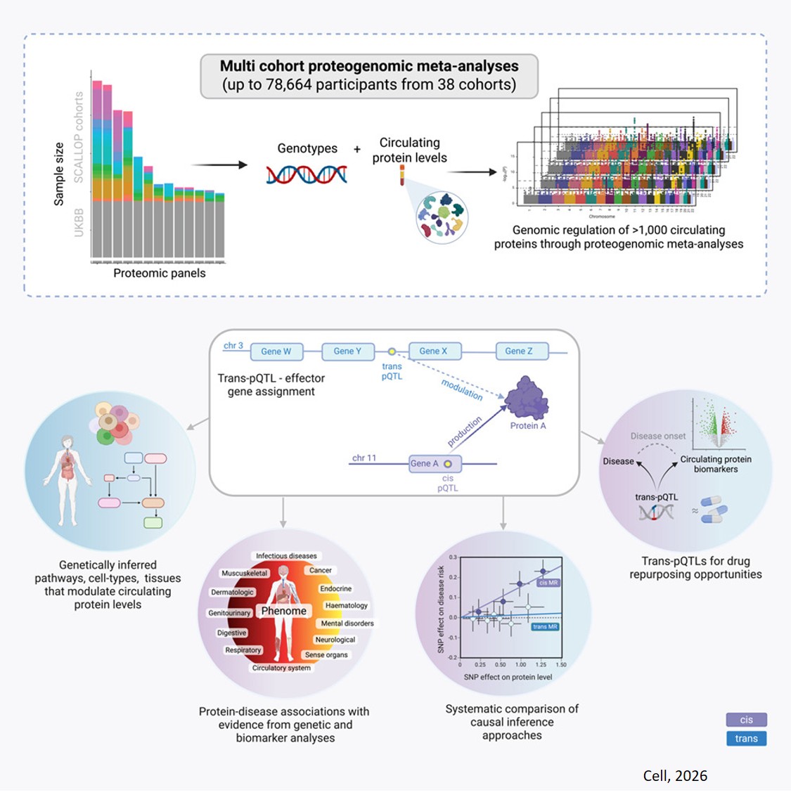 Multi-cohort proteogenomic analyses reveal genetic effects across the proteome and diseasome