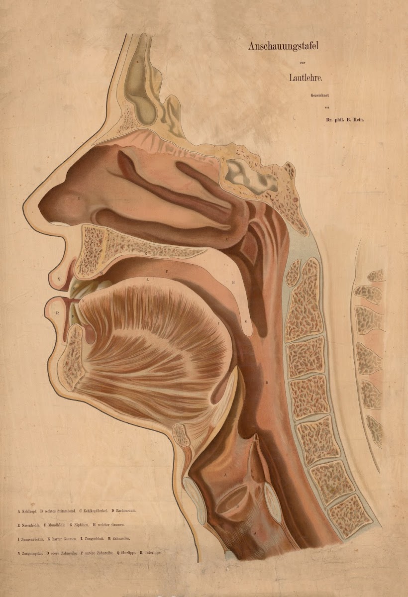 Speech Organs 1920