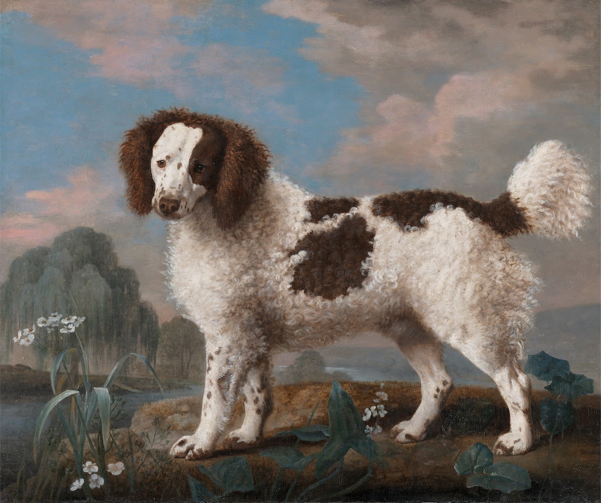Brown and White Norfolk or Water Spaniel 1778