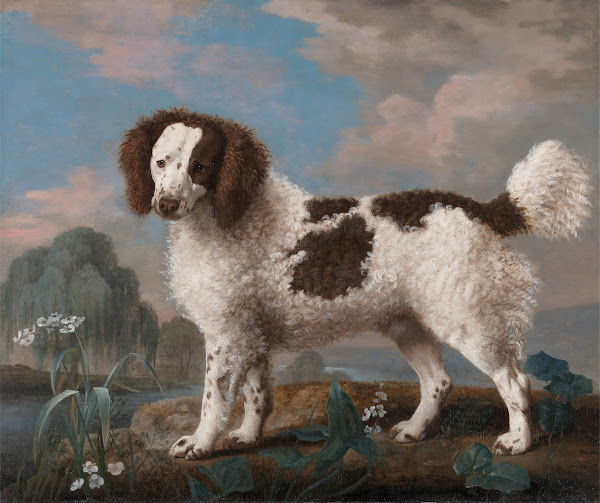 Brown and White Norfolk or Water Spaniel 1778