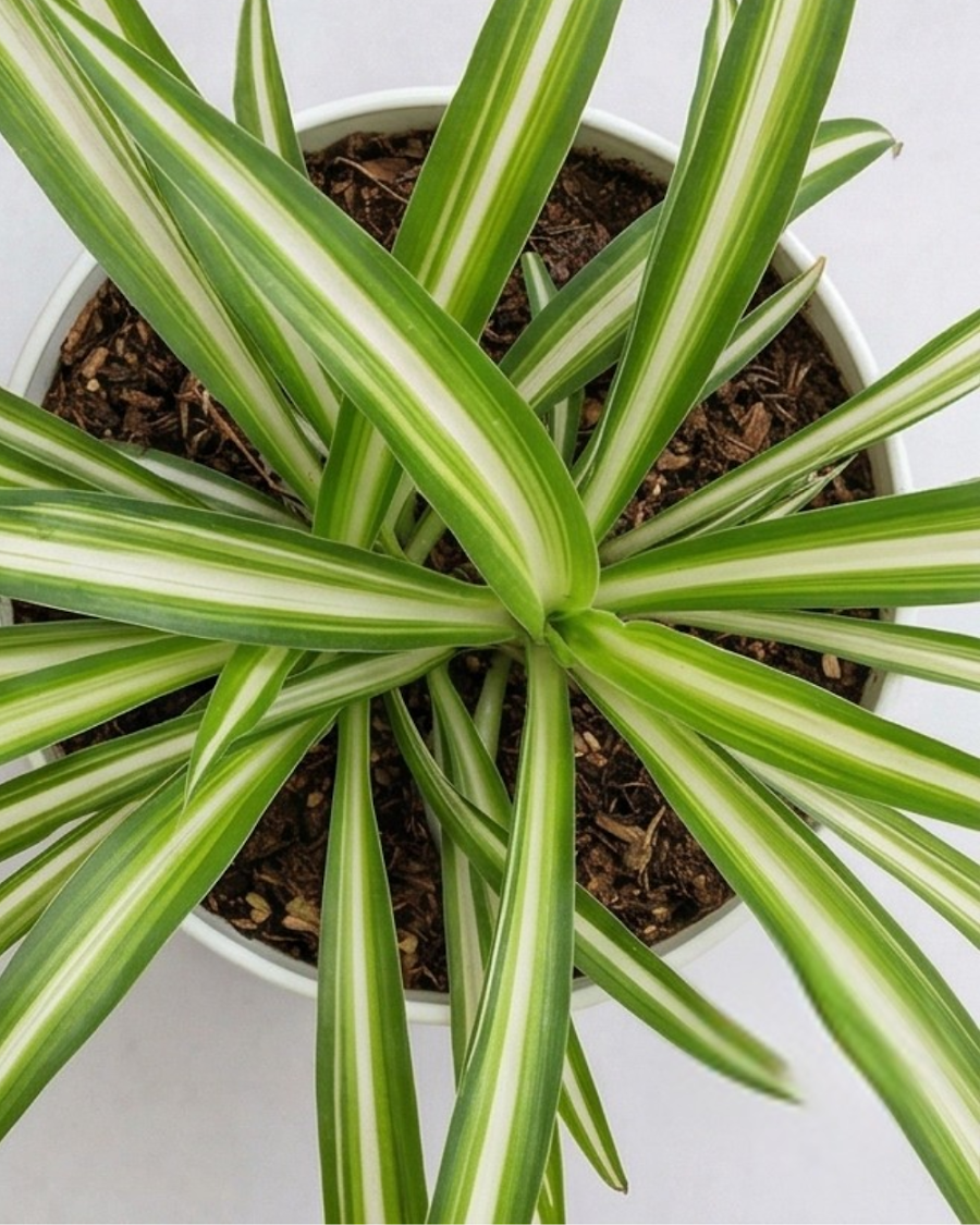 Spider Plant — view 2