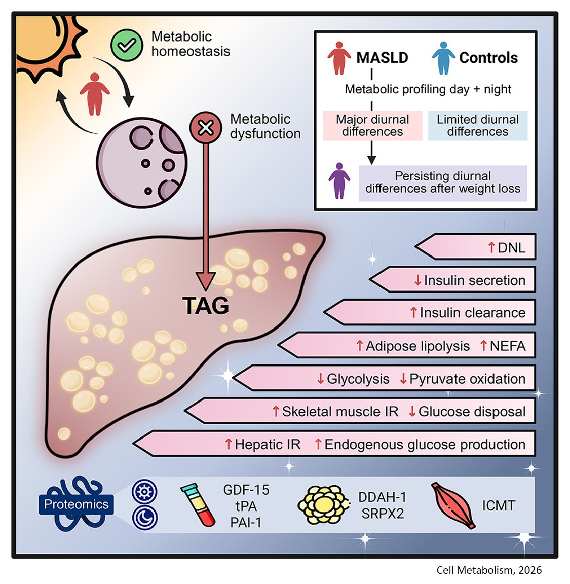 Human MASLD is a diurnal disease!