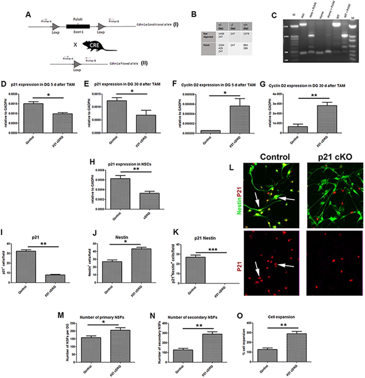 Essential role of p21Waf1/Cip1 in the modulation of post-traumatic hippocampal Neural Stem Cells response