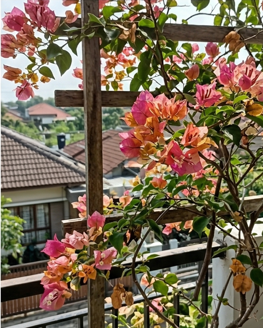 Imported Menggitum Baru Bougainvillea Plant — view 5