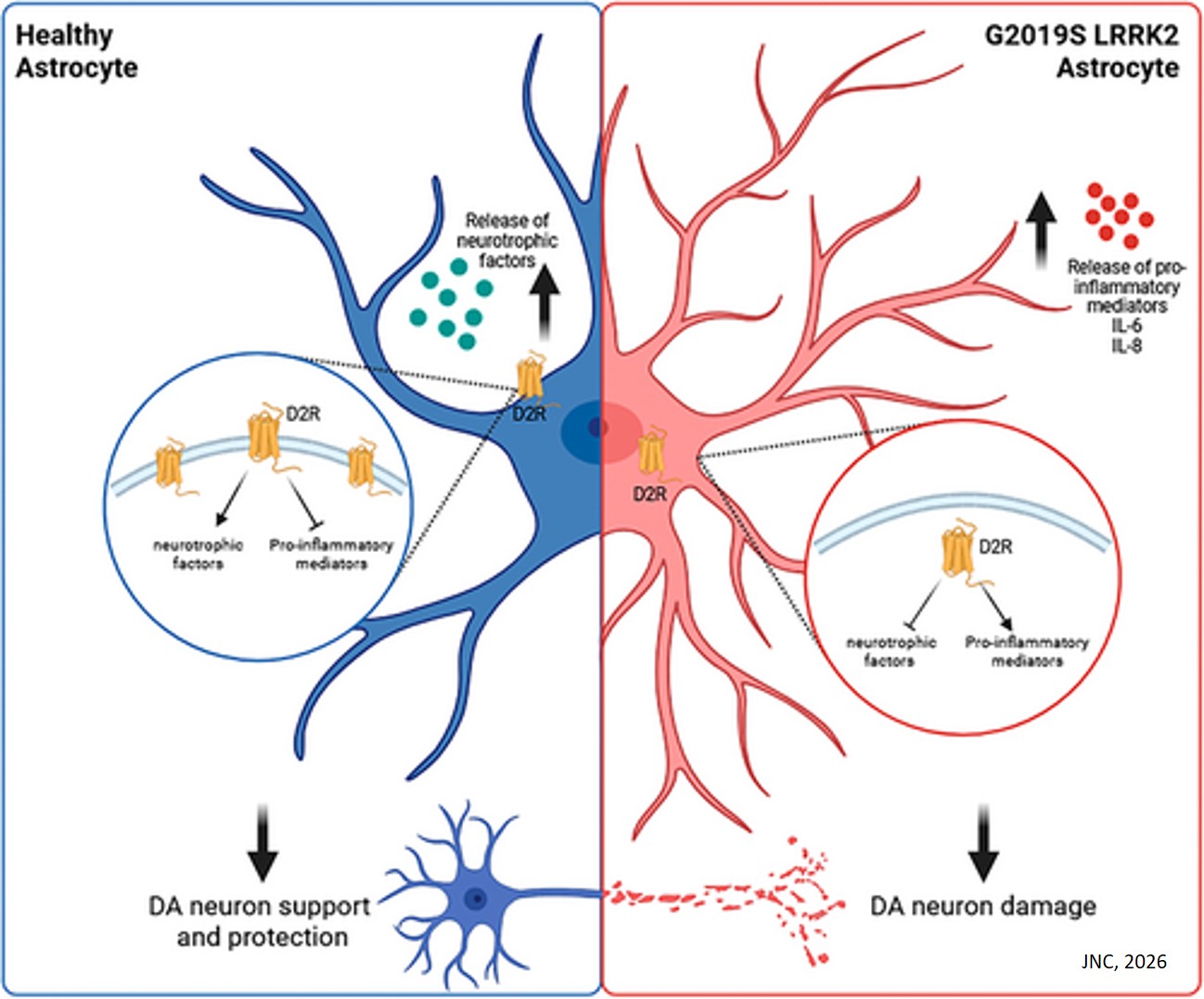 LRRK2 Mutation Alters Dopamine D2 Receptor Localization in Induced Pluripotent Stem Cells-Derived Astrocytes From Parkinson's Disease Patients: Implications for Neuronal Damage