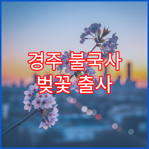 경주 불국사 벚꽃 출사 새벽 5시 30분 황금시간 사진작가 추천 스팟