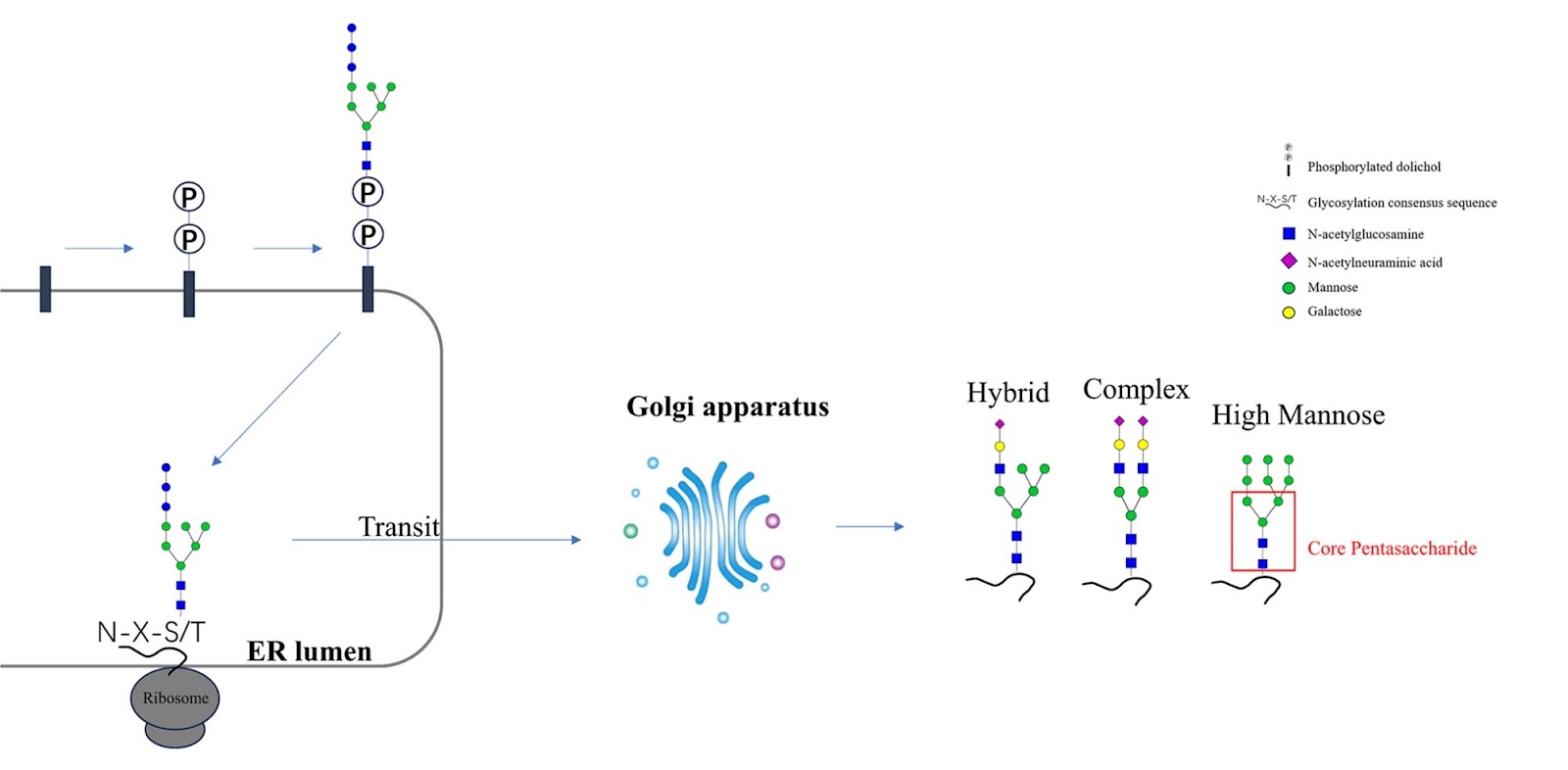 Glycosylation in aging and neurodegenerative diseases