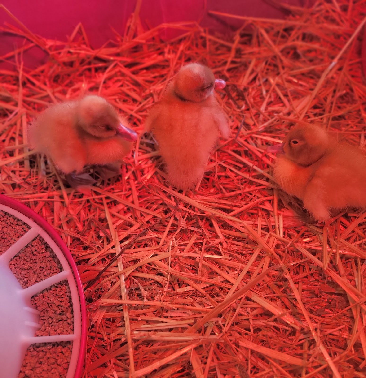 Silver Swedish Duckling