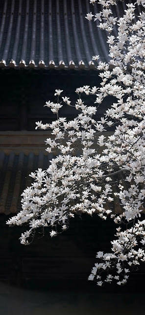 White Magnolia Blossoms Against Dark Temple Roof Architecture - Free mobile Wallpaper
