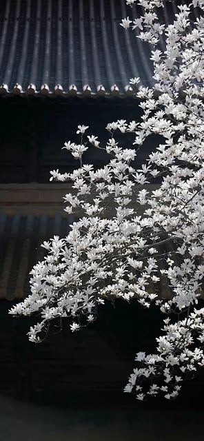 White Magnolia Blossoms Against Dark Temple Roof Architecture