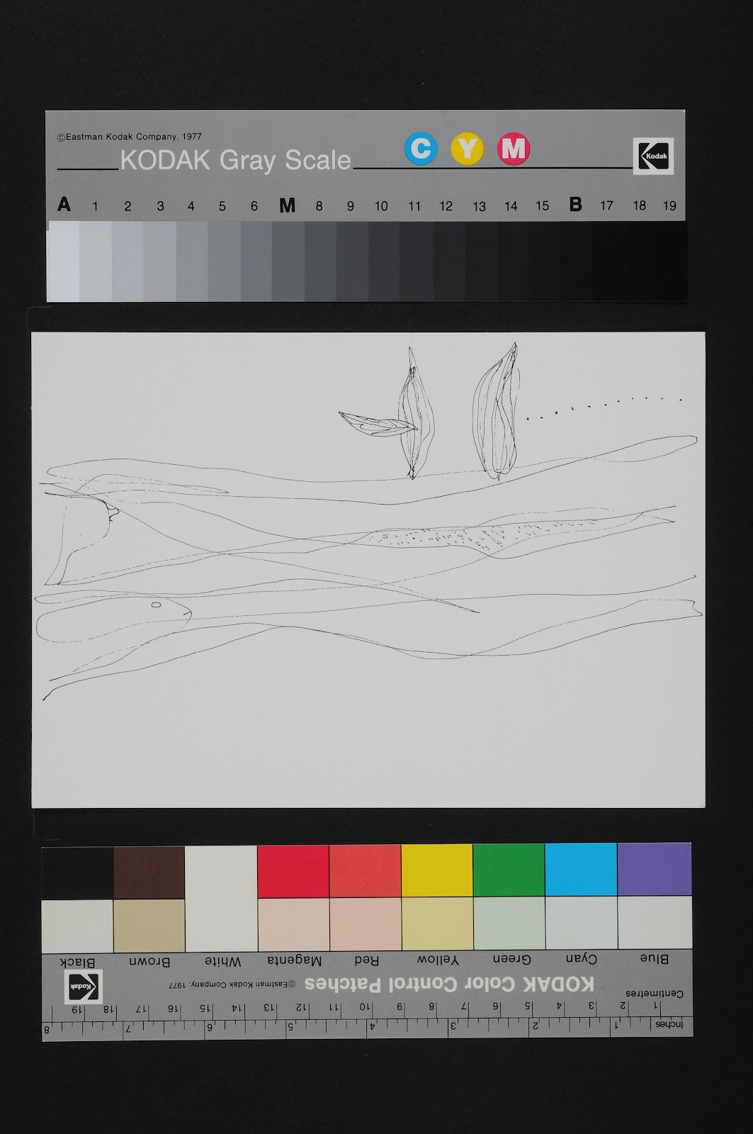 Drawn Poems