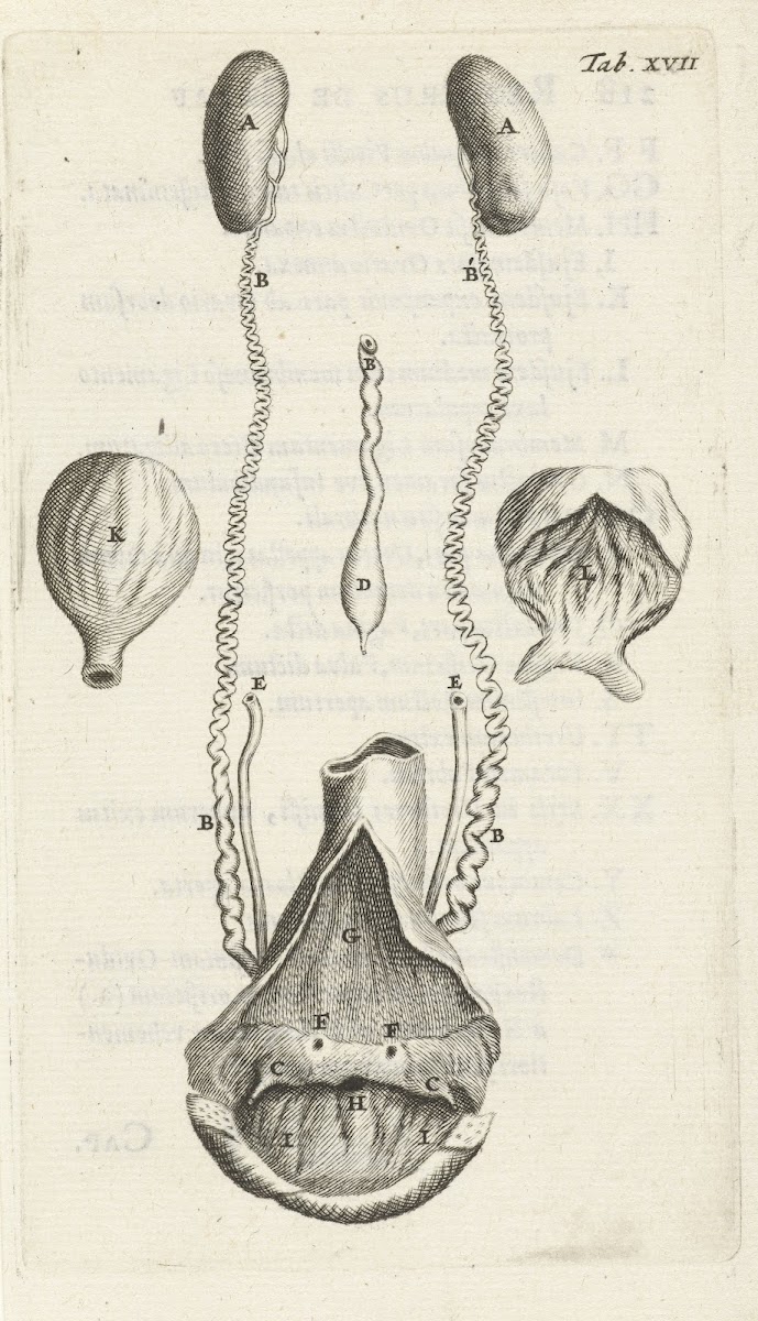 Anatomical representation of various female genitalia 1672