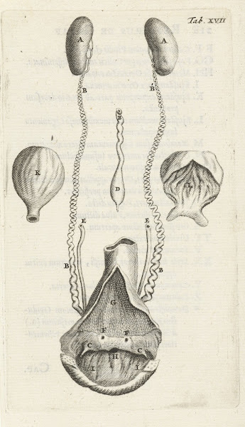 Anatomical representation of various female genitalia 1672