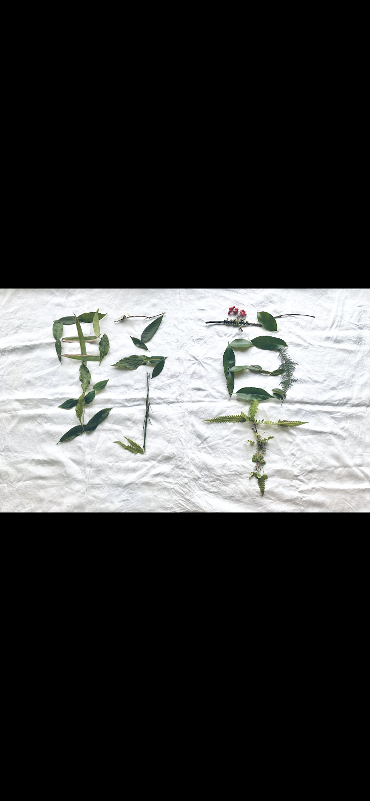 北九州野草サークルの画像