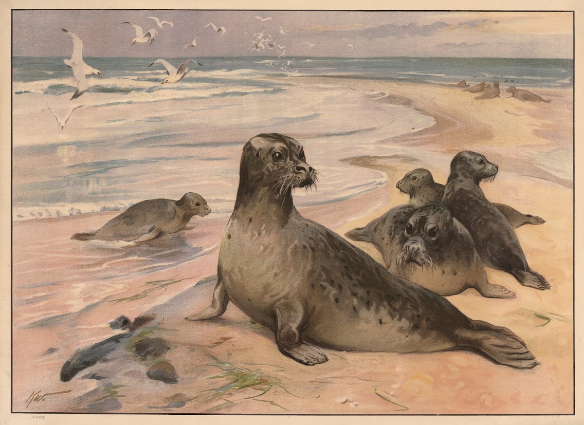 Sælhund 1910