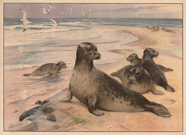 Sælhund 1910