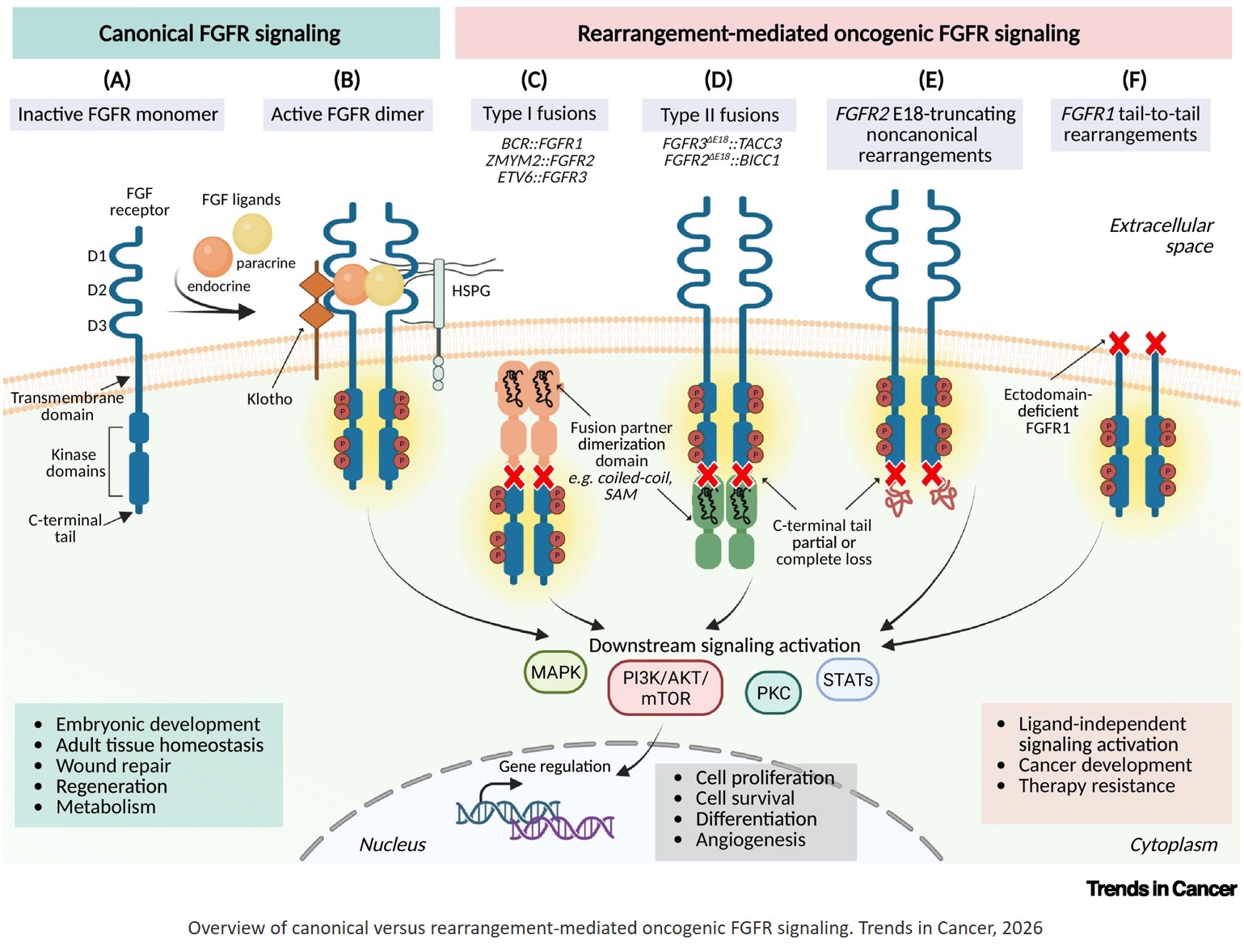 Fibroblast growth factor receptor (FGFR) rearrangements in cancer!