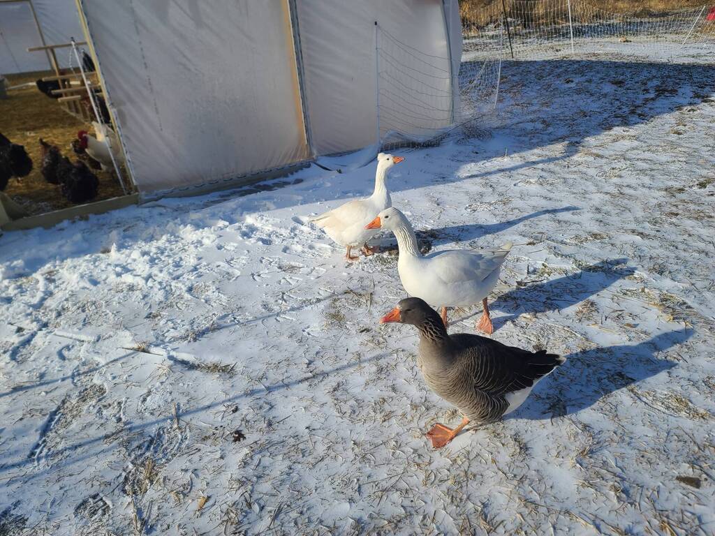 Roman Tufted Goose, Toulouse Goose