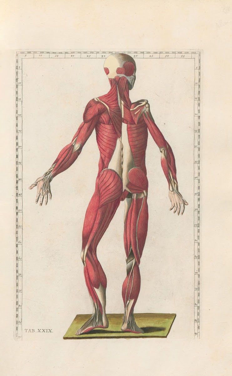 Bartholomaei Eustachii anatomici summi Romanae archetypae tabulae anatomicae nov
