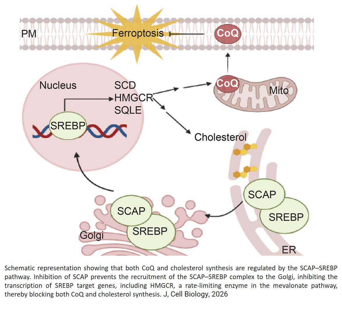 Mitochondria limit coenzyme Q export under cholesterol biosynthetic stress