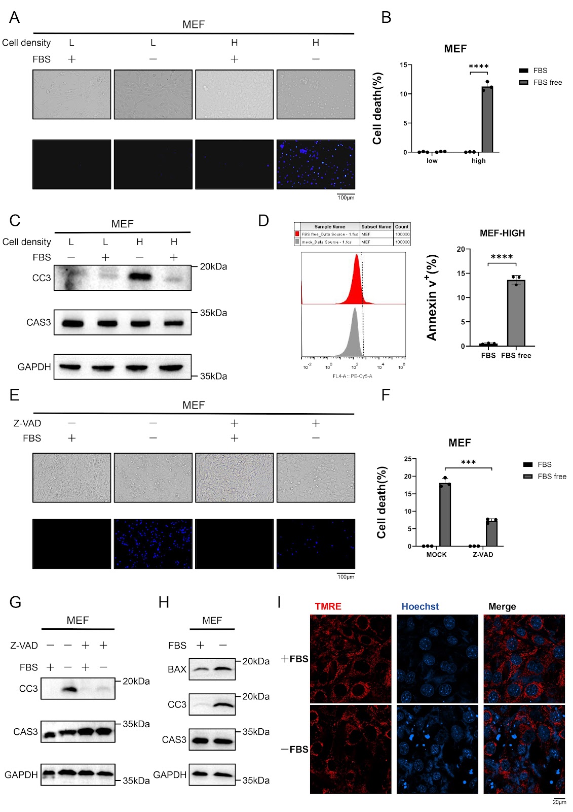Serum starvation induces density-dependent apoptosis via HIF-1 activation and JNK suppression