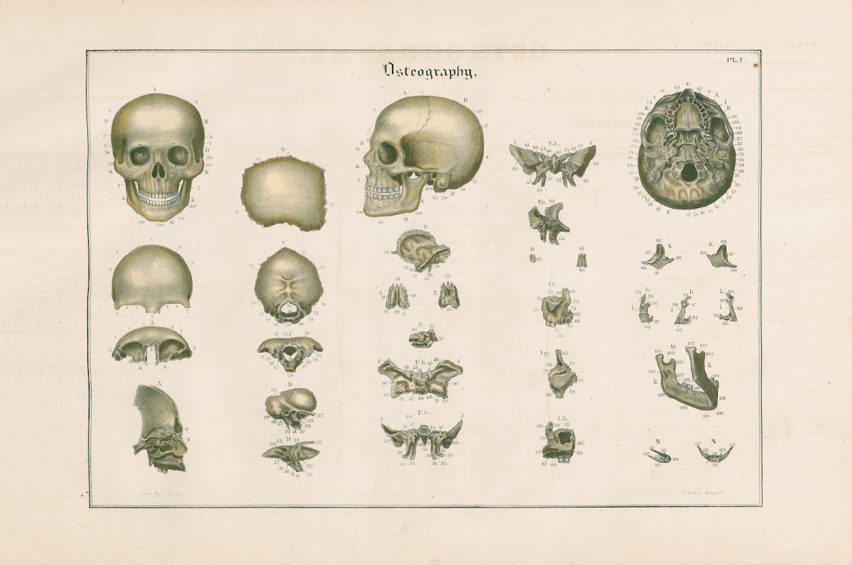 Bones of the cranium 1837