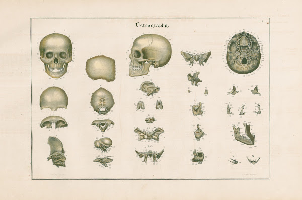 Bones of the cranium 1837