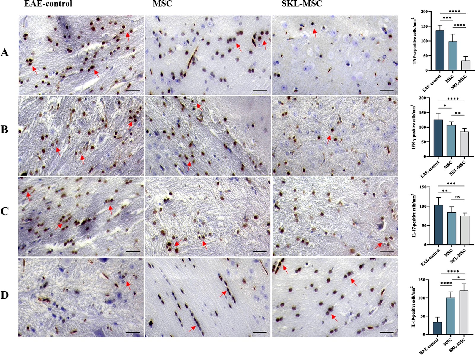 MSCs engineered with secreted Klotho alleviate blood–brain barrier disruption and reduce neuroinflammation more effectively than MSCs in experimental autoimmune encephalomyelitis
