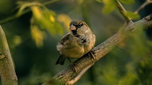 Sparrow Wallpaper