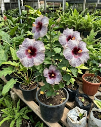 Hibiscus One Foxy Lady