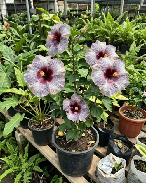 Hibiscus One Foxy Lady