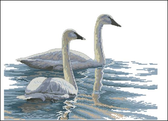 CMP 360052 Swans