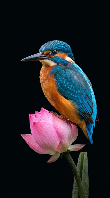 Kingfisher Bird Perched on a Pink Lotus Bud in Darkness - Free mobile Wallpaper