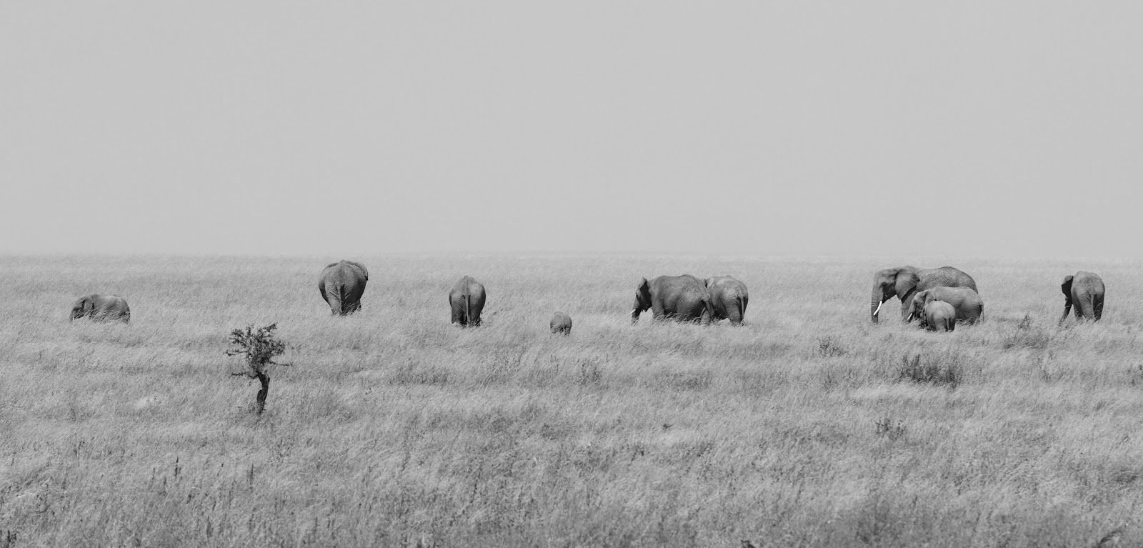 Ngorongoro Crater Floor