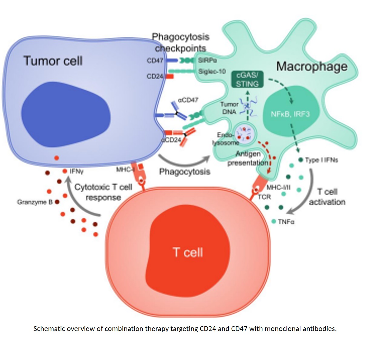 Dual phagocytosis-checkpoint blockade revitalizes immune surveillance in mouse models of glioblastoma
