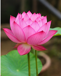 Chinese Lotus Plant (Liang Li)