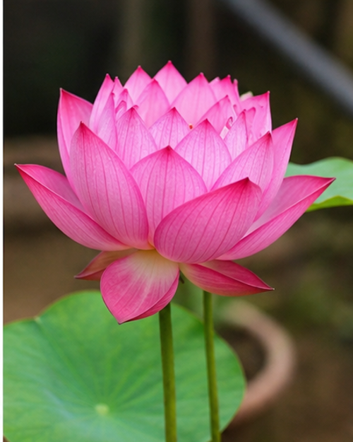 Chinese Lotus Plant (Liang Li)