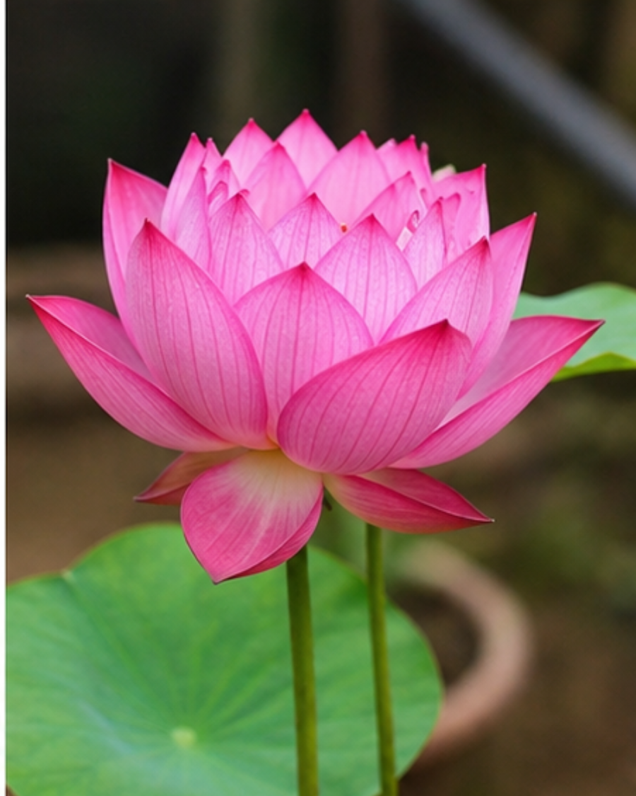 Chinese Lotus Plant (Liang Li) — view 1