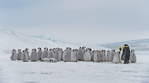 Penguins Wallpaper