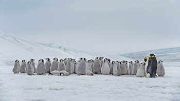 Penguins Wallpaper