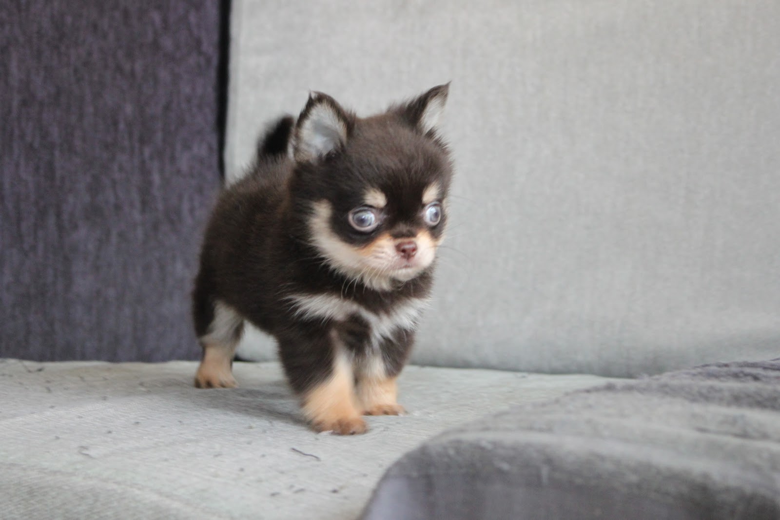 1/22出生 1號高端優質迷你長毛吉娃娃巧克力奶油四目弟弟