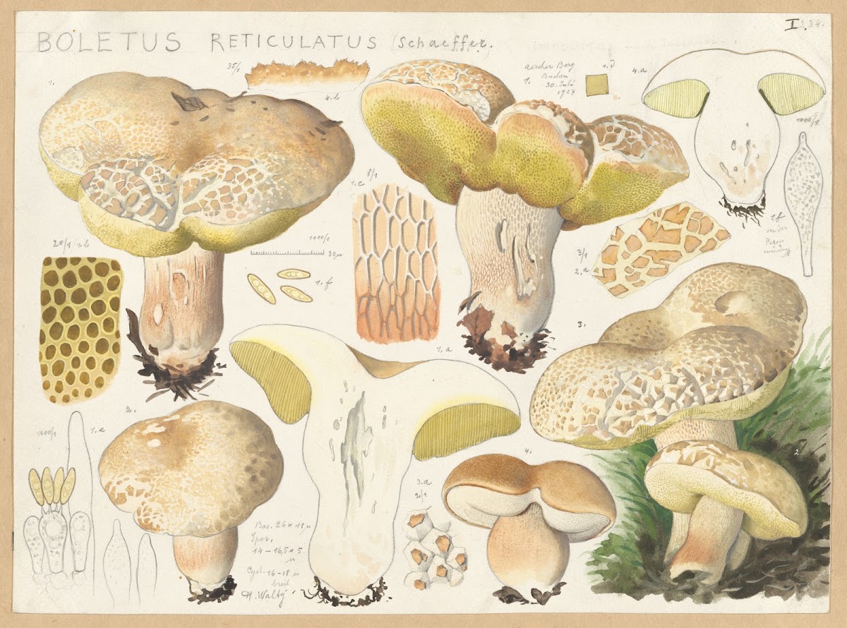 Boletus reticulatus Schaeffer 1915 1945