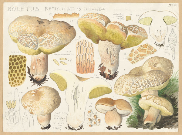 Boletus reticulatus Schaeffer 1915 1945