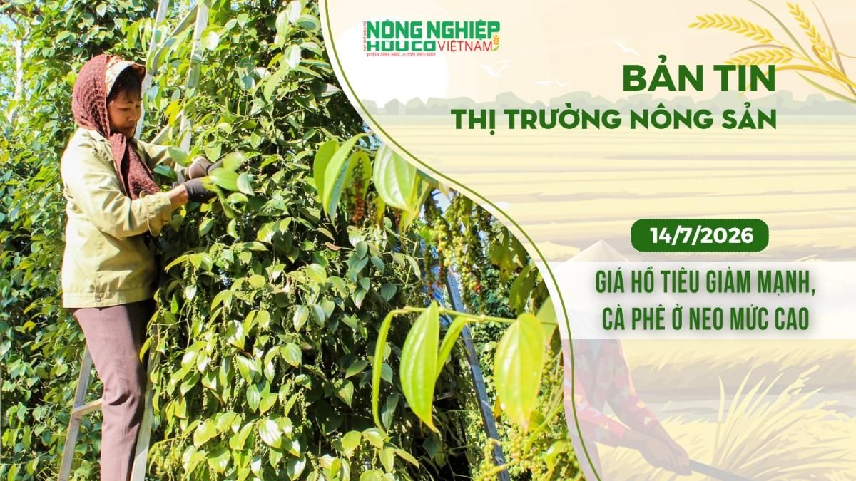 Thị trường nông sản 14/7/2026: Giá hồ tiêu giảm mạnh, cà phê ở neo mức cao - Nông nghiệp Hữu cơ Việt Nam