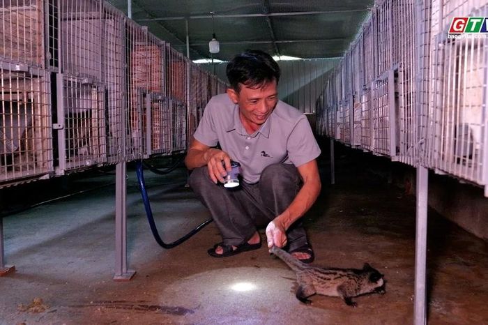 Triển vọng mô hình chồn hương bạc tỷ ở An Lão - Báo Gia Lai
