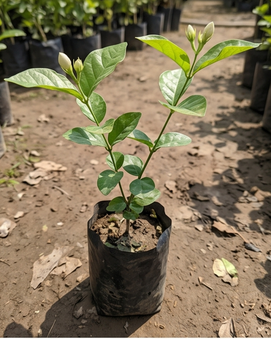 Jasmine Plant — view 2