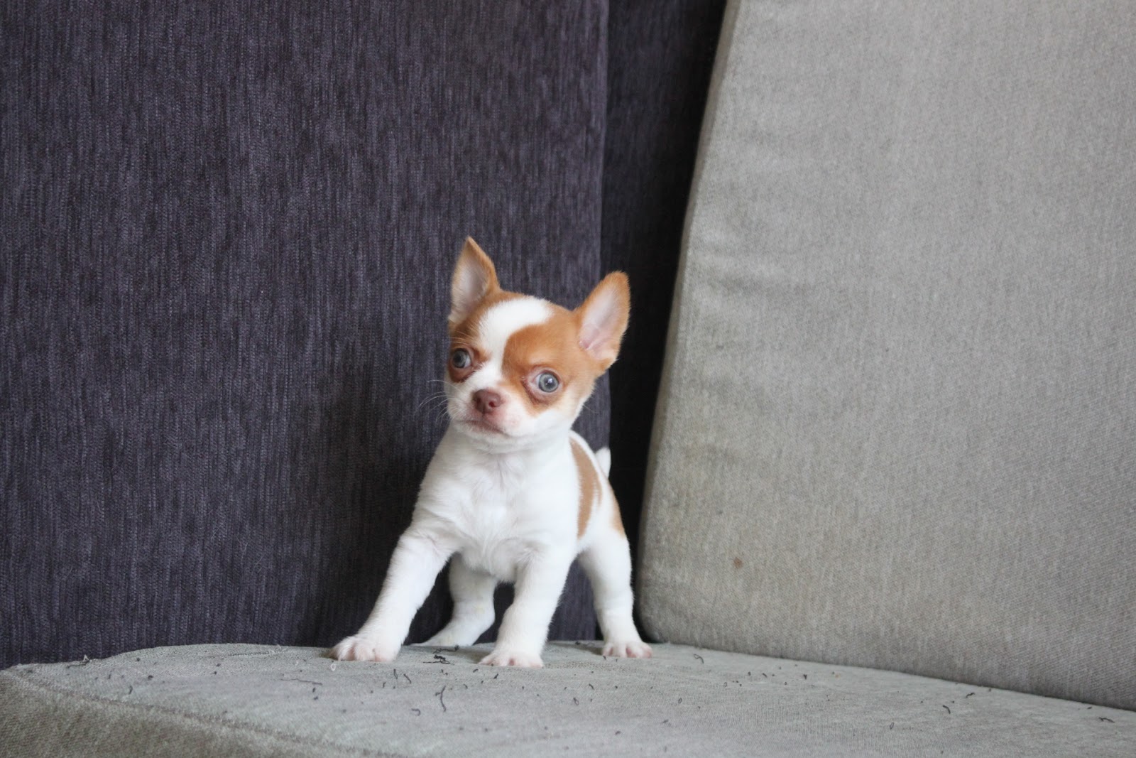 12/23出生 2號優質迷你短毛吉娃娃黃白花弟弟