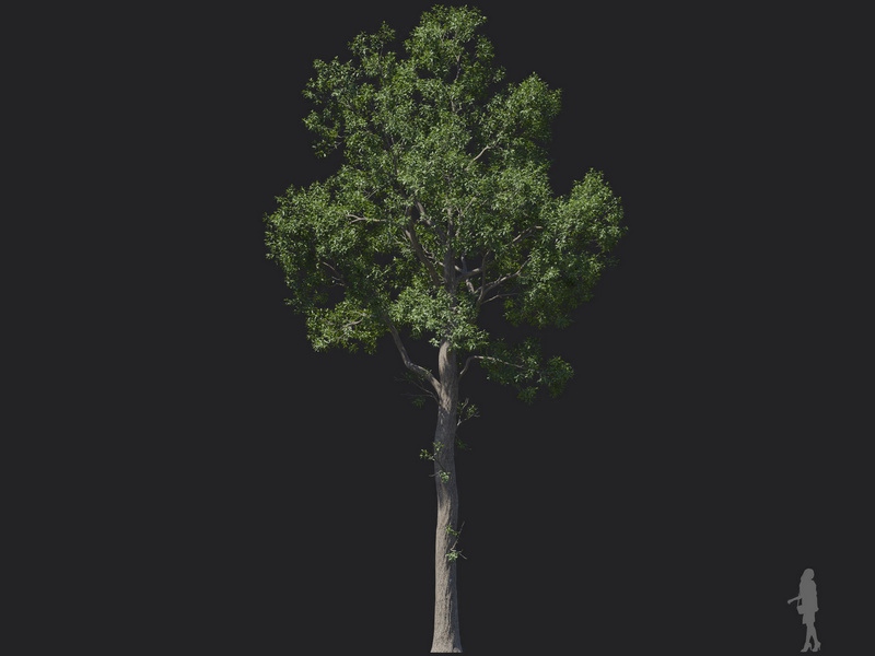 Maxtree - Plant Models Vol.121