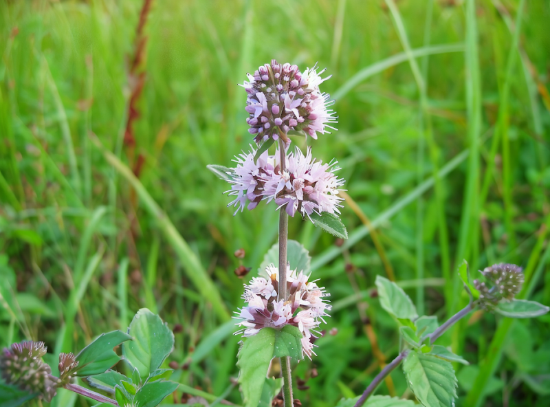 Mentha aquatica, la menta acquatica in un laghetto naturale
