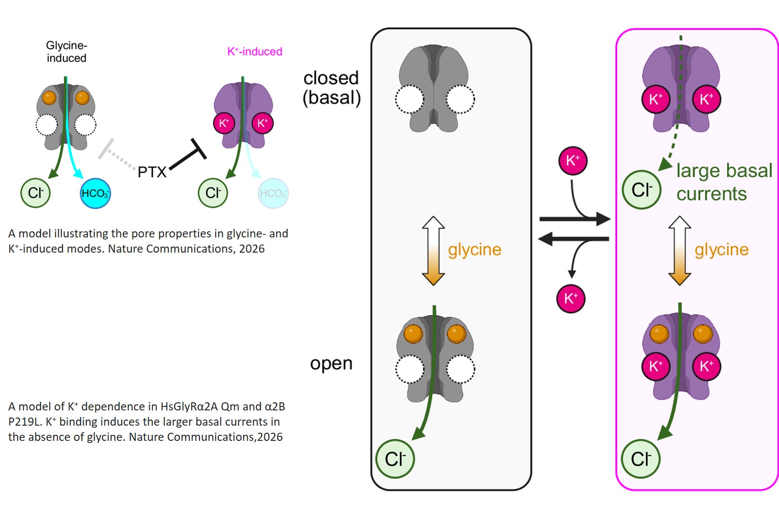 Extracellular K+ modulates the pore conformations of Cys-loop receptor anion channels